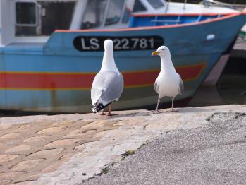 Gites la grimaudiere puy du fou grands gites vende e les epesses caillaud plage